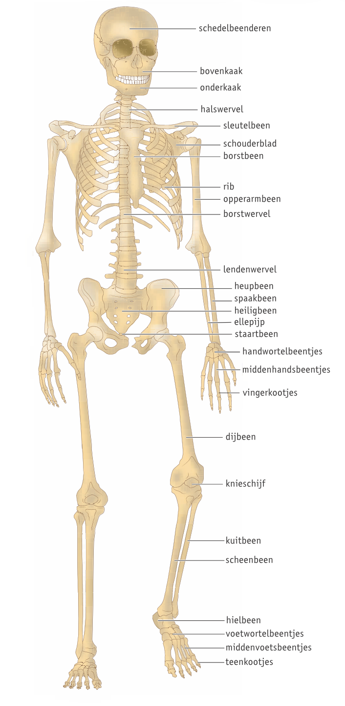 Skelet van de mens
